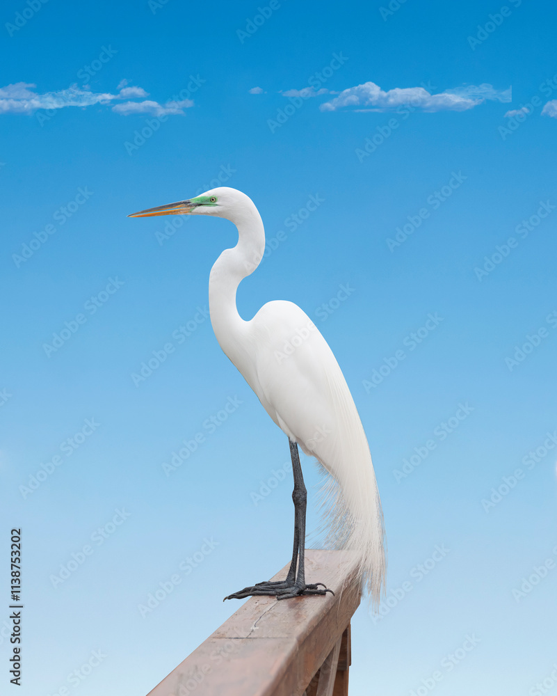 Great Egret and blue sky background. Ardea alba Great Egret and blue sky background. Ardea alba