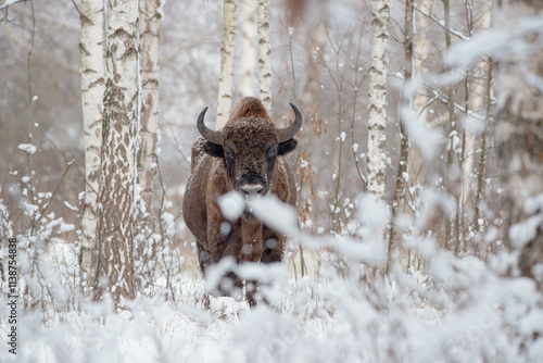 A beautiful bison among snow-covered birches