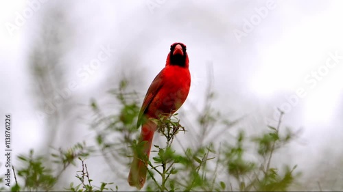 Video of a solitary bright red male Northern Cardinal perched in the top of a tree chirping loudly with a chorus of other birds in chirping in the background. High Quality audio.