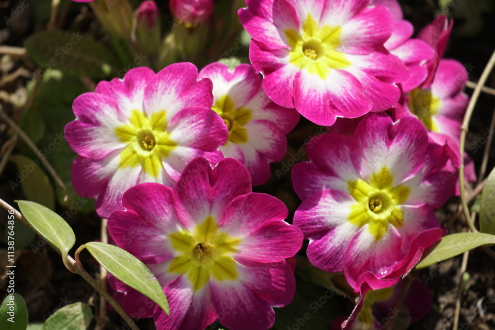 Scarlet primrose flowers close-up. Charm of spring. Scarlet primrose flowers close-up. Charm of spring.