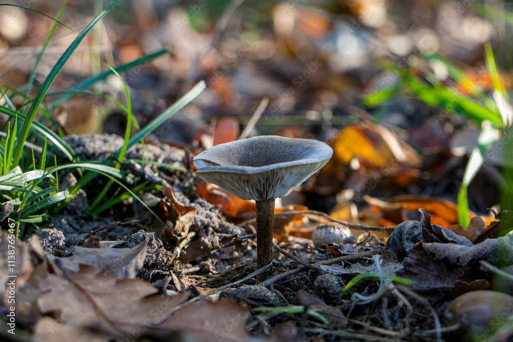 Mushrooms Clitoclitocybe cyathiformis.
Funnel-shaped mushroom. Mushrooms Clitoclitocybe cyathiformis.
Funnel-shaped mushroom.
