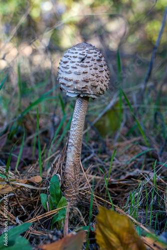 Umbrella mushroom (Macrolepiota procera) growing in a forest area. A large Parasol Mushroom, growing in woodlan. photo