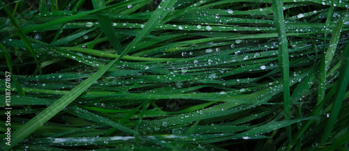 Panel kuchenny z motywem dew on the grass