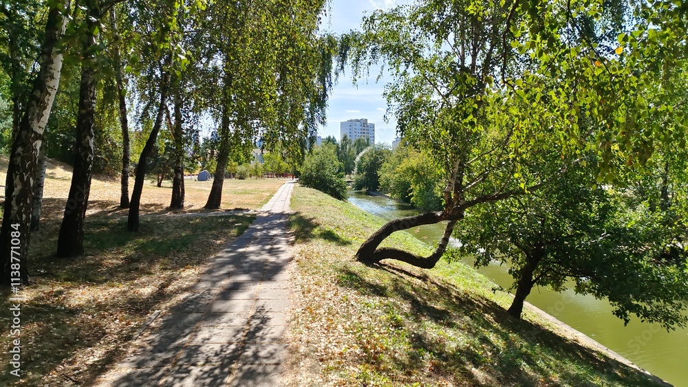 Naklejka premium Birch trees and other trees grow on the grassy banks of the water channel, and buildings stand. A concrete tile path is laid nearby. Sunny autumn weather and blue sky with clouds