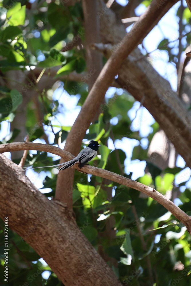oiseau de paradis sur l'ile de mayotte oiseau de paradis sur l'ile de mayotte
