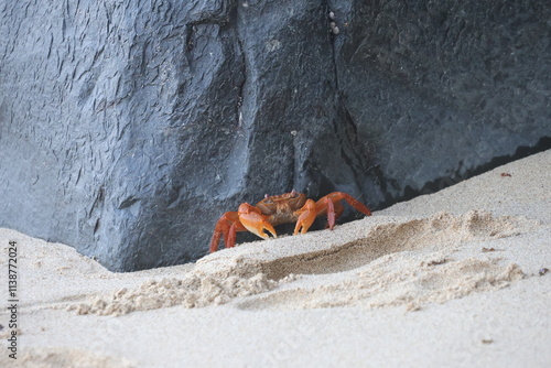 crabe orange sur une plage de mayotte