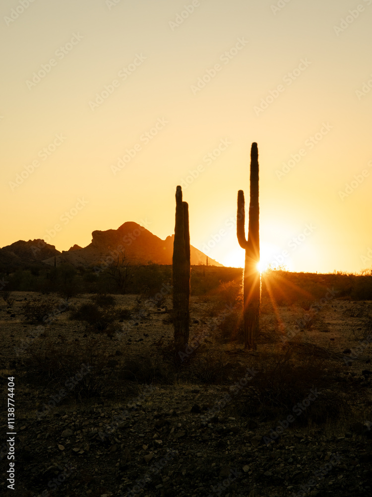 Vertical image of sunset with sunstar and silhouette saguaro cactus in Saddle Mountain. Vertical image of sunset with sunstar and silhouette saguaro cactus in Saddle Mountain.