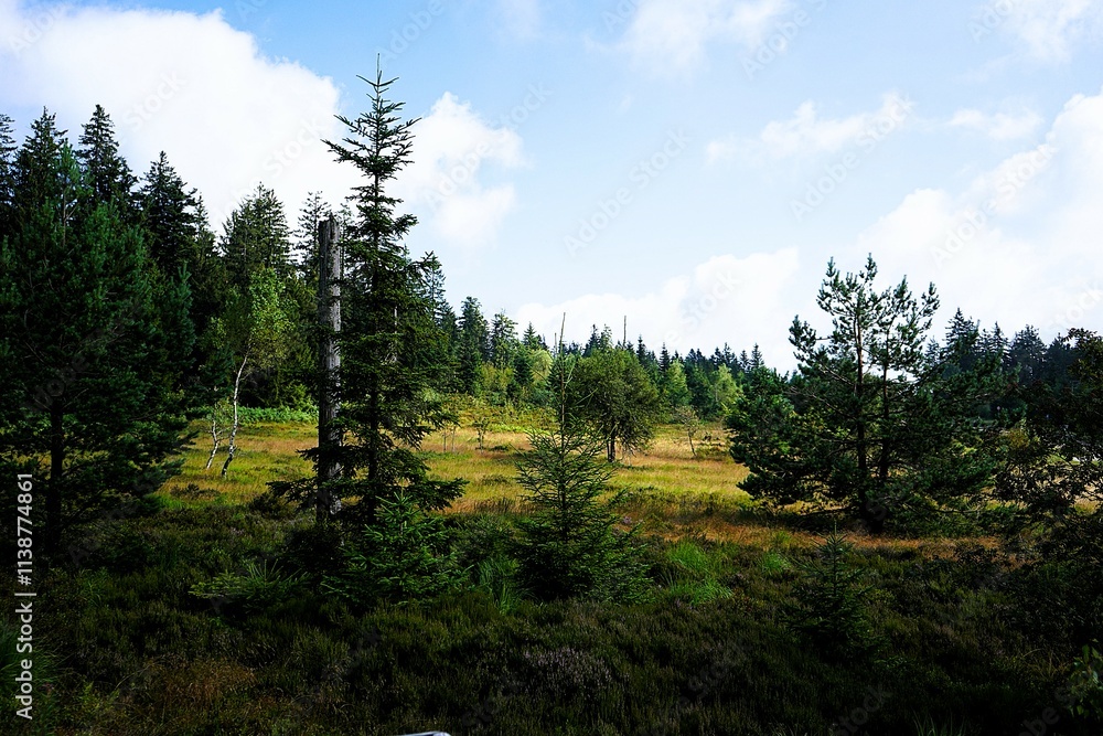 Landscape panorama with fir trees and other conifers in the Black Forest in southern Germany photographed on a sunny summer's day. Black Forest National Park Landscape panorama with fir trees and other conifers in the Black Forest in southern Germany photographed on a sunny summer's day. Black Forest National Park
