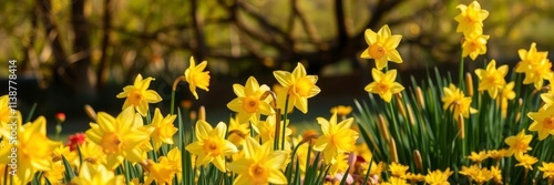 Field of daffodil flowers in full bloom, with vibrant yellow petals glistening under the sun, daffodils, petals photo