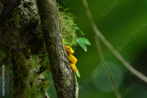 close-up of a yellow pit viper in a tree photo