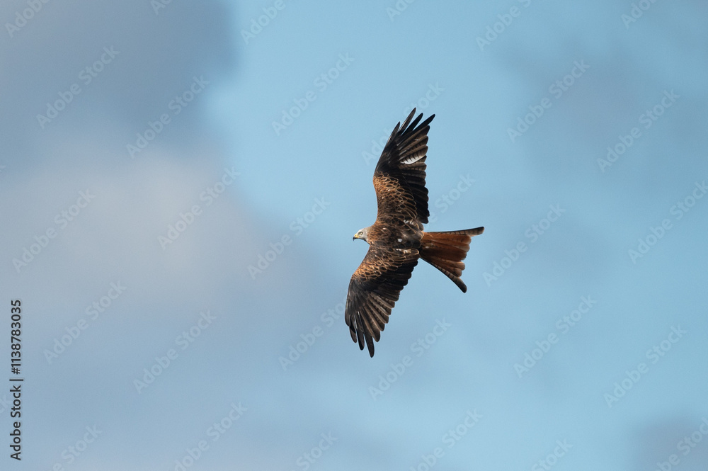 Fototapeta premium Milvus milvus - Red kite - Milan royal