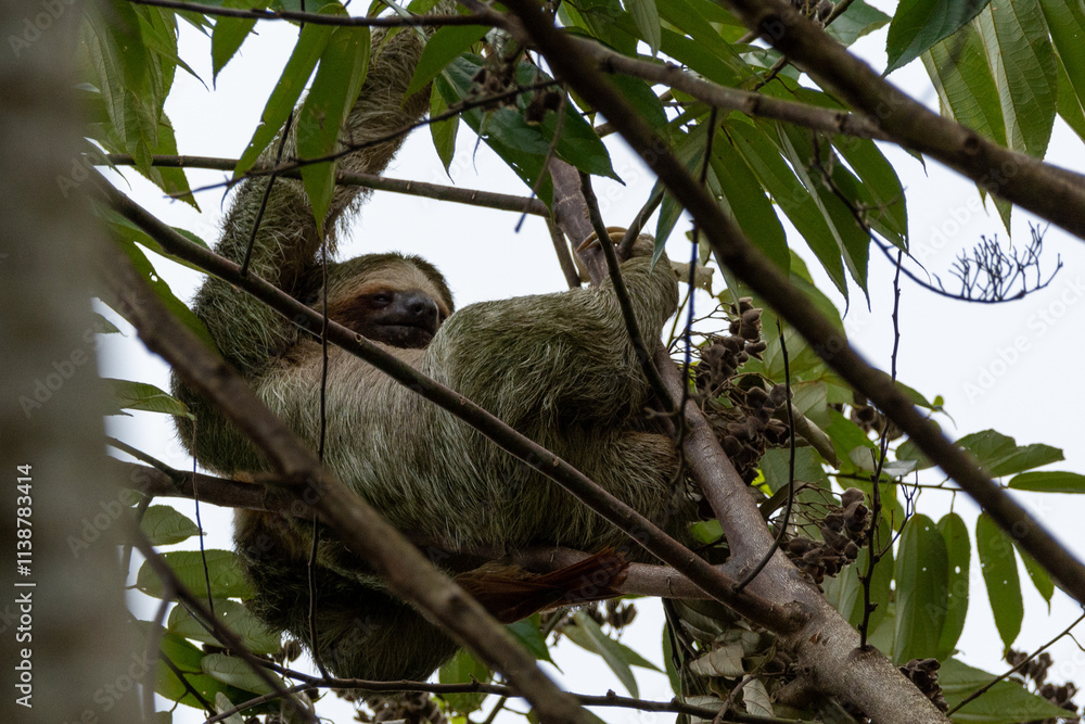 Naklejka premium close-up of a brown throathed sloth hanging in a tree