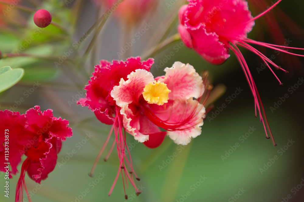 Beautiful red flower of costa rica Beautiful red flower of costa rica