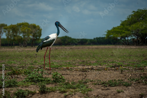 Photo of a Black Necked Stork