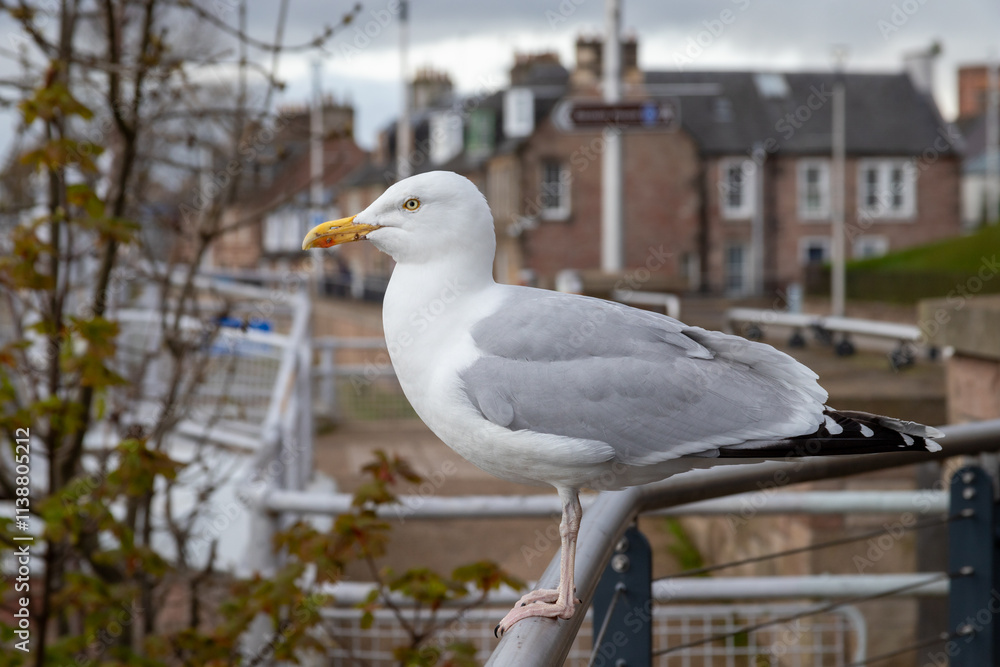 Obraz premium Herring Gull in profile while perched on a metal railing.