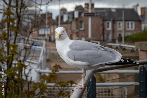 Herring Gull perched on a metal railing looking at viewer.