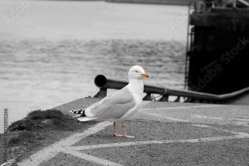 Herring gull in color standing on a black and white dock.