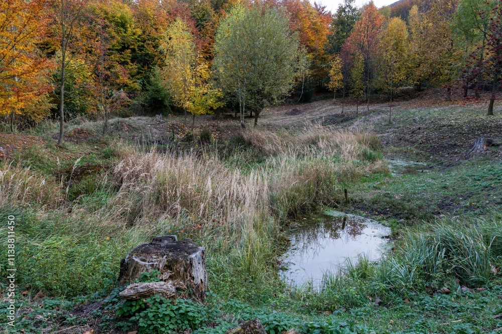 Half-empty forest pond in autumn. Hostyn hills. Czechia.