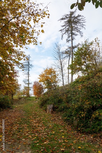 Obraz na płótnie Forest path in autumn. Hostyn hills. Czech Republic. w salonie