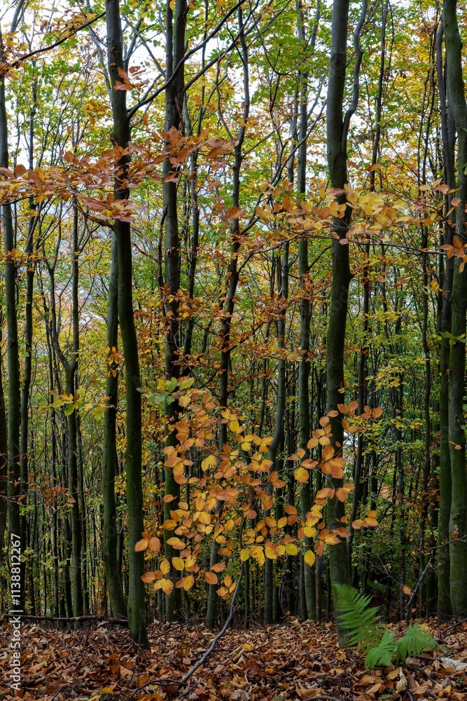 View of a beech forest in autumn. Hostyn hills. Czech Republic.