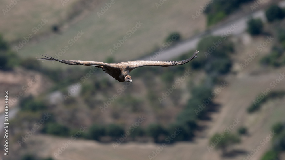 Gyps fulvus - Griffon vulture - Vautour fauve Gyps fulvus - Griffon vulture - Vautour fauve