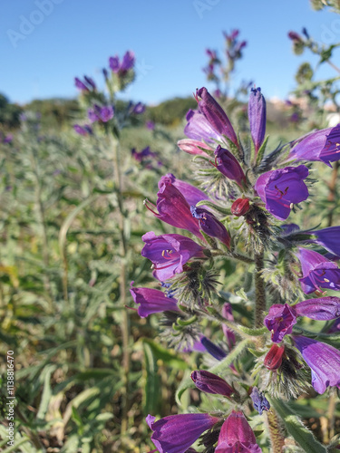 La planta echium creticum, también conocida como viborera cretense photo