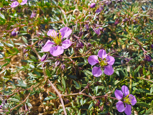 Flor de fagonia cretica, también conocida como Manto de la Virgen o Rosa de la Virgen. photo