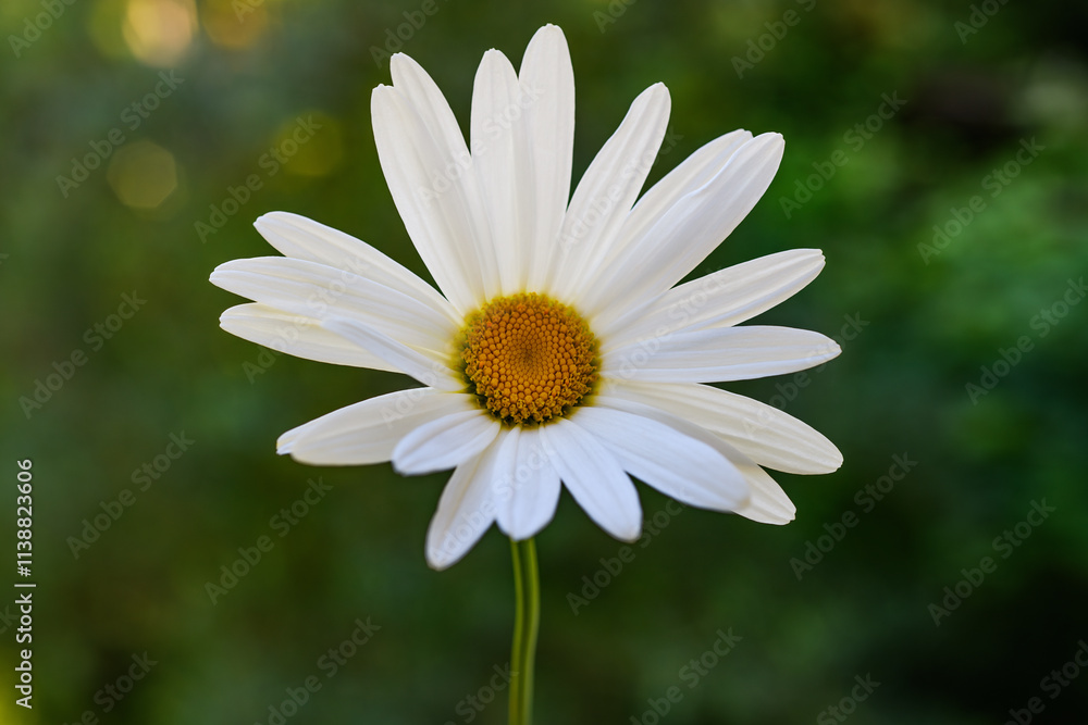 Fototapeta premium Daisy flower
