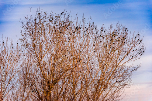 Hundreds of common starlings rest in autumn tall trees inside the Merced National Wildlife Refuge in California