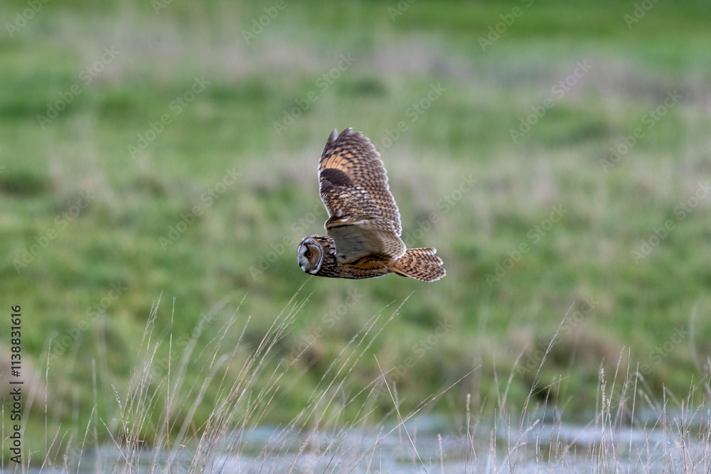 oiseau, oiseau nocturne, vol, nature, rapace, rapace nocturne — free download