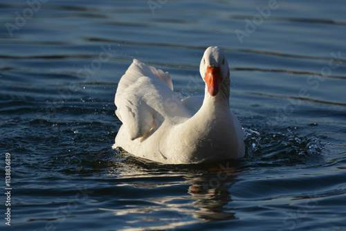 oiseau, oiseau d'eau, oiseau blanc, oiseau qui ce nettoie, oie, oiseau de mare, mare, lac , étang, oiseau qui joue dans l'eau, bec rouge, yeux bleus,  photo