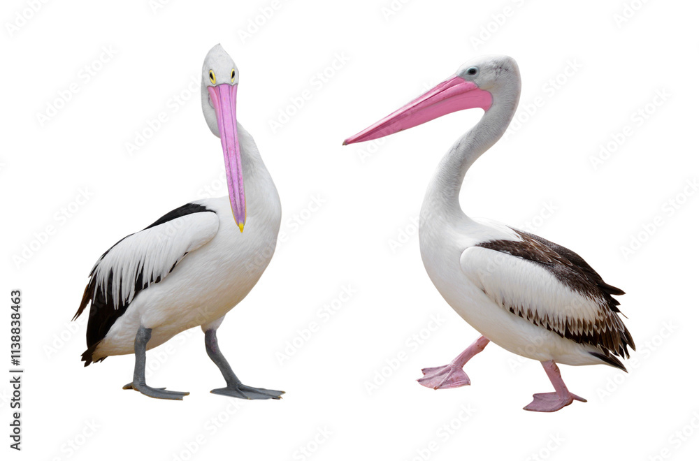Fototapeta premium Pelicans birds set isolated
