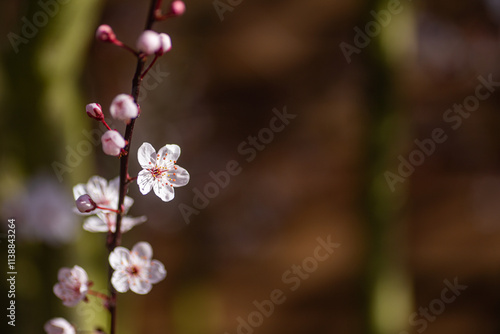 Beautiful blooming spring apricot branch on brown background, outdoor photo with copy space. Tender white flowers. Natural positive background with place for text