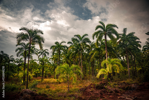 Wallpaper Mural Lush green palms (Chontaduro) rise against a dramatic overcast sky, capturing the essence of the Amazon Forest in Guaviare, Colombia. Nature thrives in this vibrant ecosystem. Torontodigital.ca