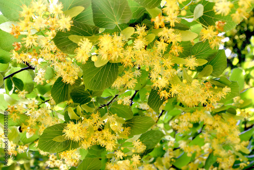 Flowers and leaves of European linden (Tilia europaea L.)