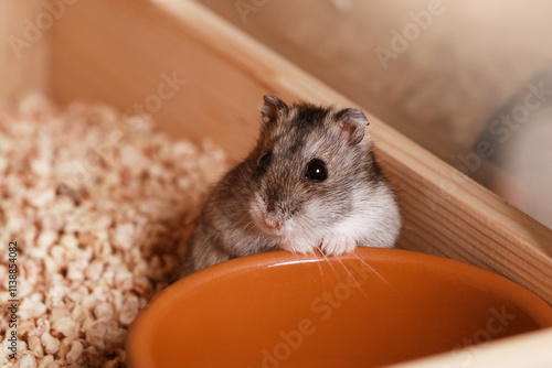 Domestic Djungarian Hamster. Empty Feeding Bowl. Campbells dwarf Hamster Phodopus campbelli.