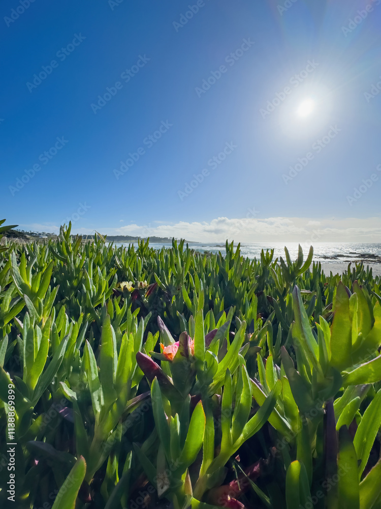 Low angle view of ice plant at Seal Rock Beach, Del Monte Forest, California, USA against blue sky with clouds
