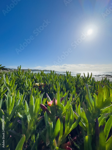 Obraz na płótnie Low angle view of ice plant at Seal Rock Beach, Del Monte Forest, California, USA against blue sky with clouds w salonie