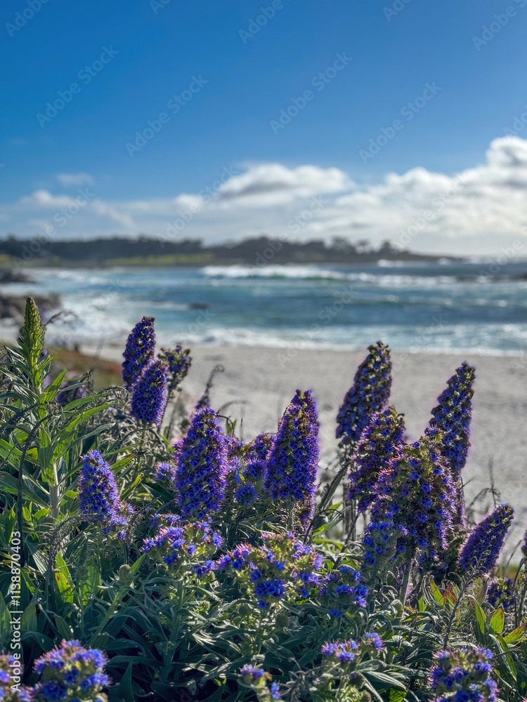 Pride of Madeira shrub infront of blurred Seal Rock Beach at Pacific Ocean coast, Del Monte Forest, California, USA against blue sky with clouds