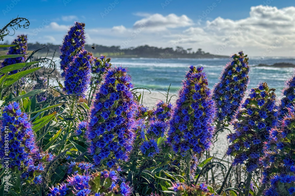 Pride of Madeira shrub infront of blurred Seal Rock Beach at Pacific Ocean coast, Del Monte Forest, California, USA against blue sky with clouds