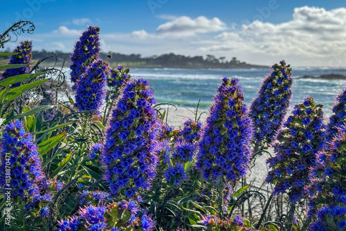 Obraz na płótnie Pride of Madeira shrub infront of blurred Seal Rock Beach at Pacific Ocean coast, Del Monte Forest, California, USA against blue sky with clouds w salonie