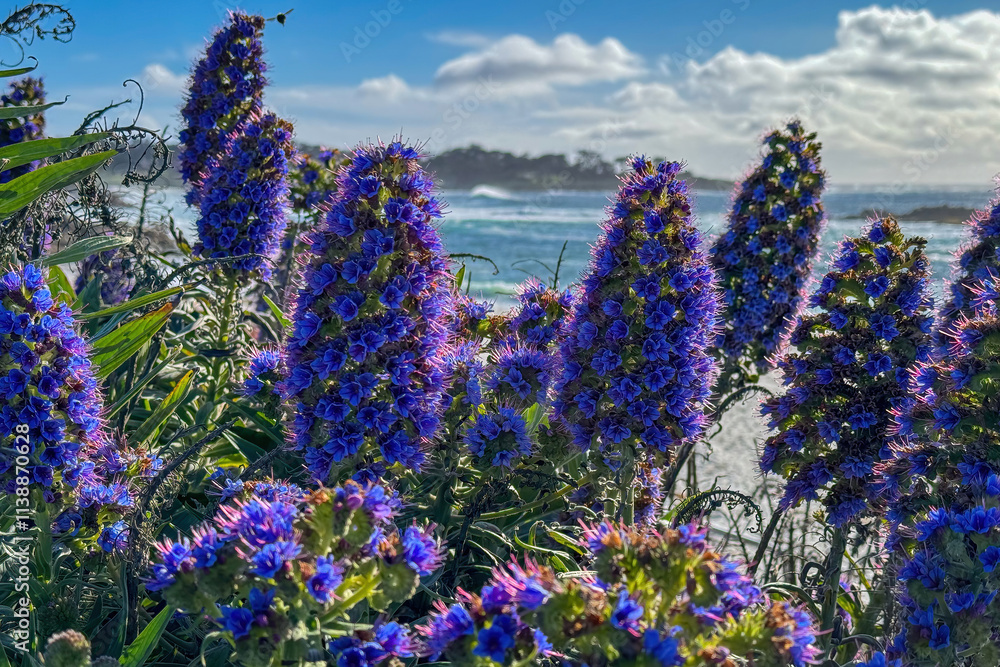 Pride of Madeira shrub infront of blurred Seal Rock Beach at Pacific Ocean coast, Del Monte Forest, California, USA against blue sky with clouds