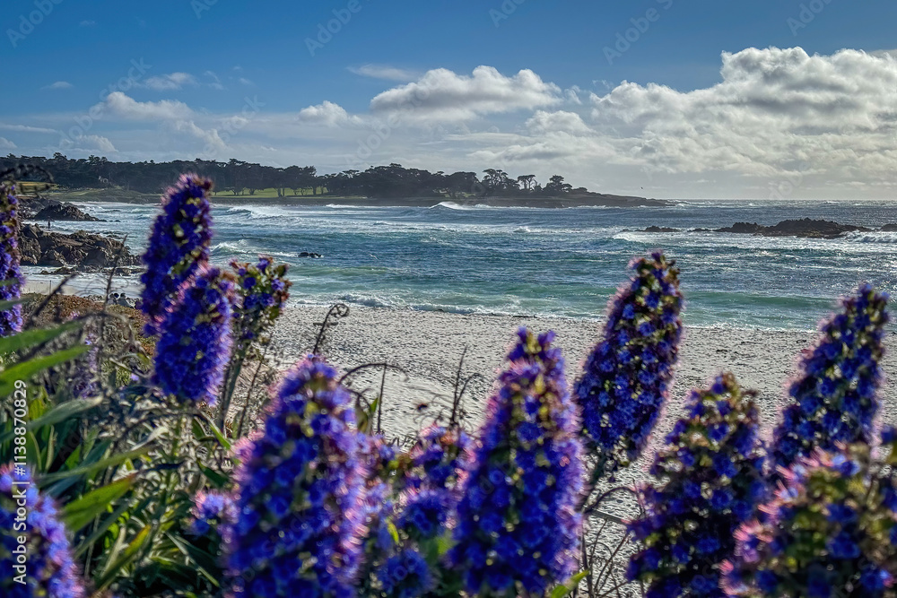 Blurred Pride of Madeira shrub infront of Seal Rock Beach at Pacific Ocean coast, Del Monte Forest, California, USA against blue sky with clouds