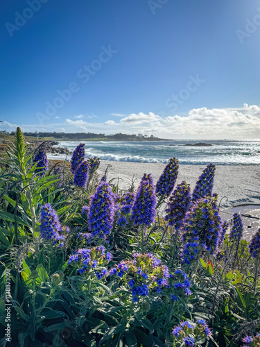 Pride of Madeira shrub infront of Seal Rock Beach at Pacific Ocean coast, Del Monte Forest, California, USA against blue sky with clouds