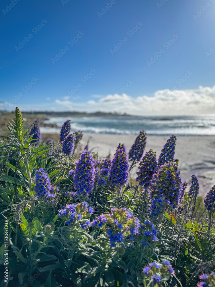 Pride of Madeira shrub infront of blurred Seal Rock Beach at Pacific Ocean coast, Del Monte Forest, California, USA against blue sky with clouds