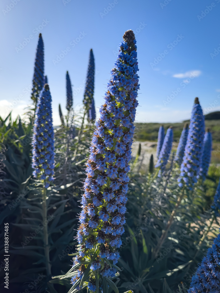 Pride of Madeira shrub at Pacific Ocean Coast, Del Monte Forest, California, USA against blue sky with clouds
