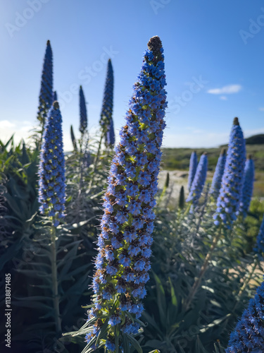 Obraz na płótnie Pride of Madeira shrub at Pacific Ocean Coast, Del Monte Forest, California, USA against blue sky with clouds w salonie
