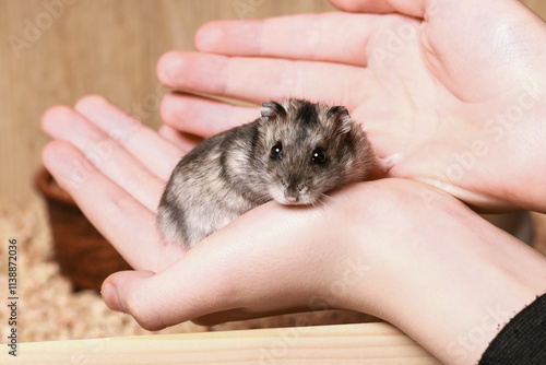 Cute Djungarian hamster sits in arms of Child and looks at camera. Pet Care concept, Love for animals. Taming Hamster photo