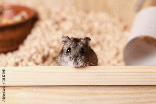 Cute Djungarian hamster sits in Wooden Cage looks at camera. Pet Care concept, Love for animals. photo