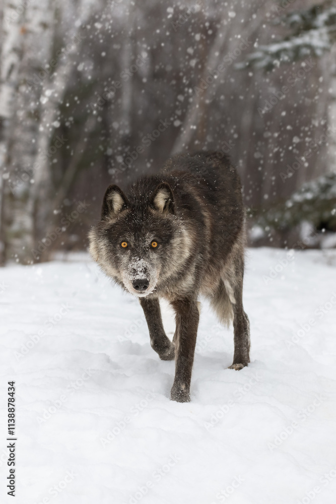 Black-Phase Grey Wolf (Canis lupus) Steps Forward From Snowy Woods Winter